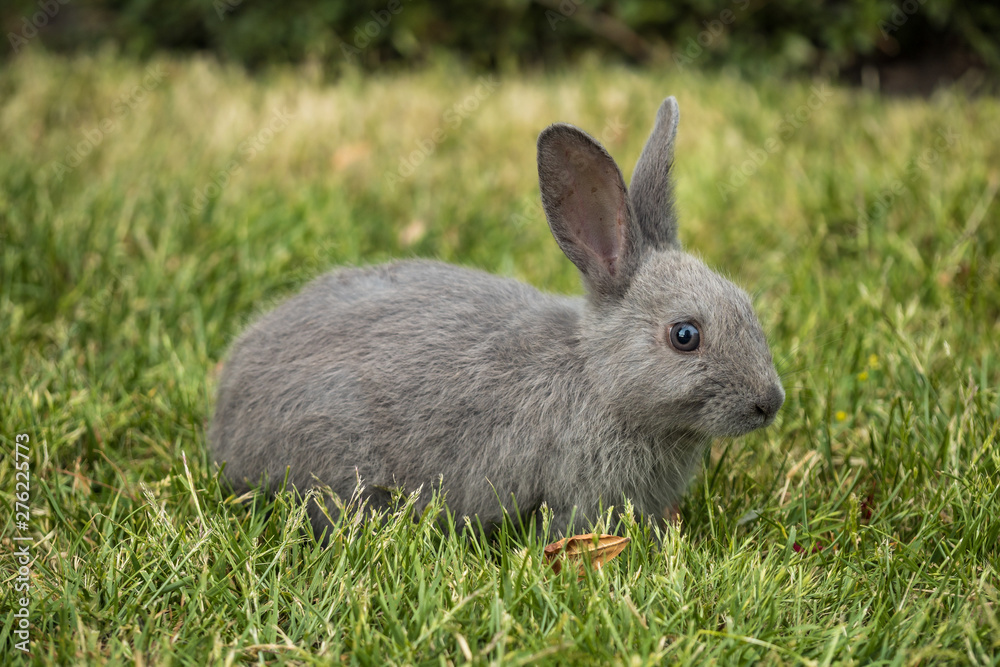 side portrait of one grey rabbit resting on green grassy field in the garden side portrait of one grey rabbit resting on green grassy field in the garden
