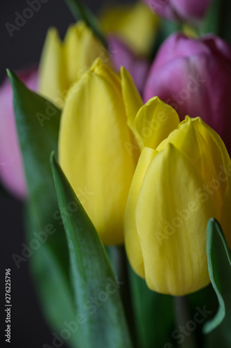 tulips