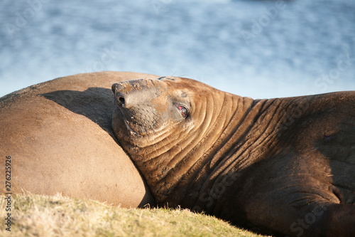 elephant seal relaxing in the later afternoon sunshine on sea lion island, falkland islands, south atlantic