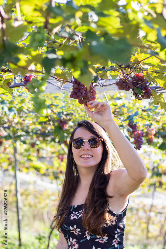 Young caucasian woman taking a red grape (Rosada) from bunch in Vineyard. Grape harvest. Young caucasian woman taking a red grape (Rosada) from bunch in Vineyard. Grape harvest.