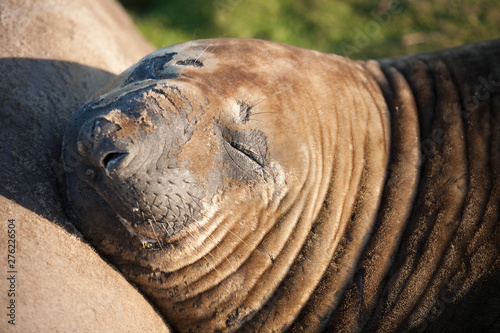 elephant seal relaxing in the later afternoon sunshine on sea lion island, falkland islands, south atlantic
