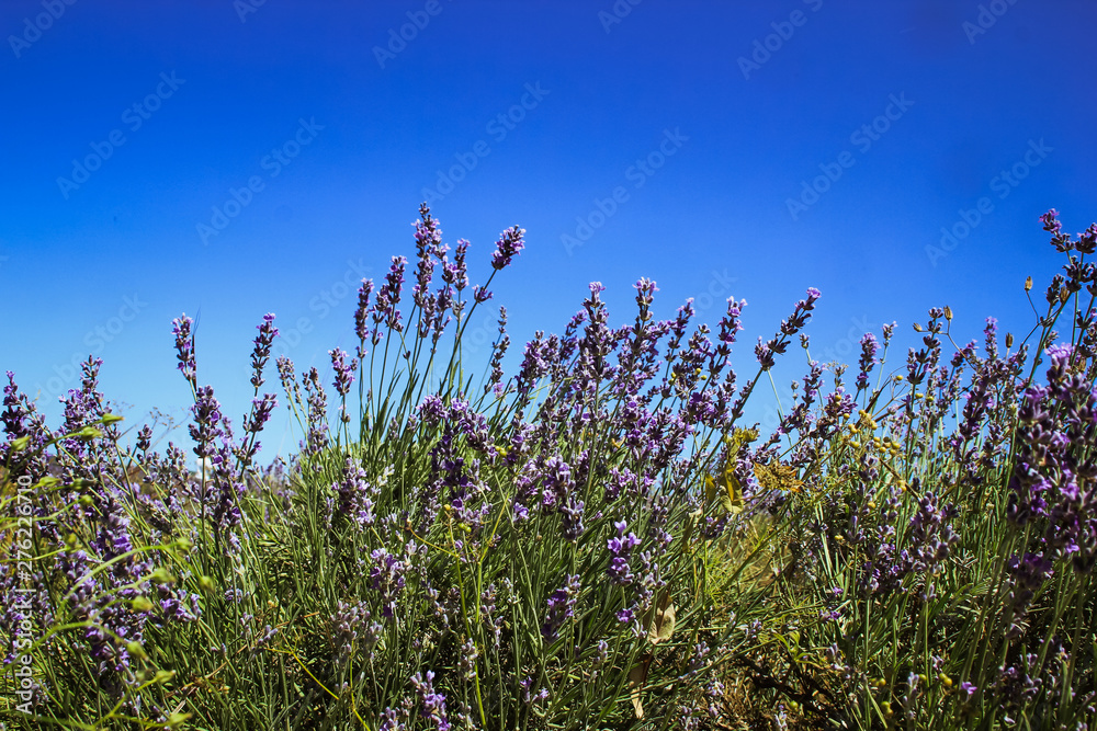 Fototapeta premium the Lavender Field in the summer. Aromatherapy and Nature Cosmetics in Crimea
