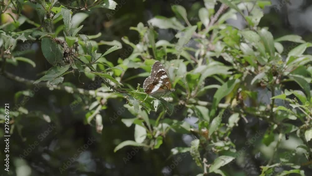 White admiral butterfly perched on a leaf White admiral butterfly perched on a leaf