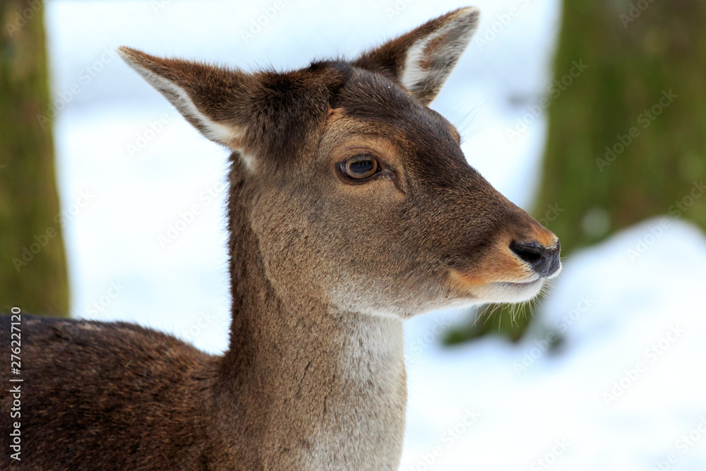 Obraz premium Deer head side