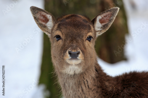 Fototapeta Naklejka Na Ścianę i Meble -  Deer head frontal