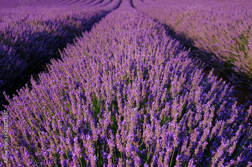 Blooming lavender fields near Valensole in Provence  France. Rows of purple flowers