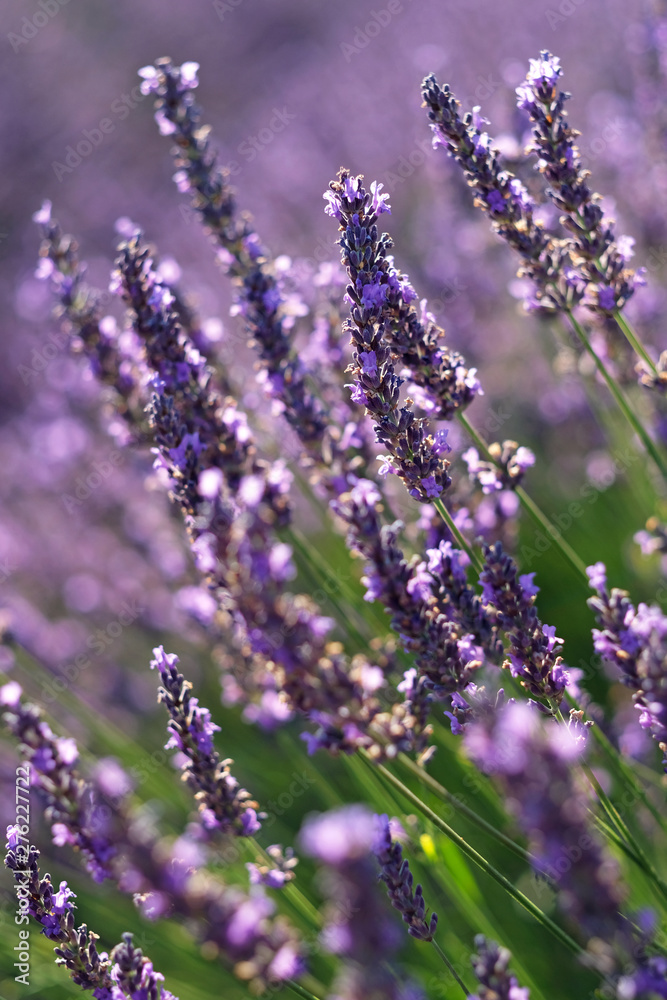 Obraz premium Lavender flower close up in a field in Provence France against a blue sky background
