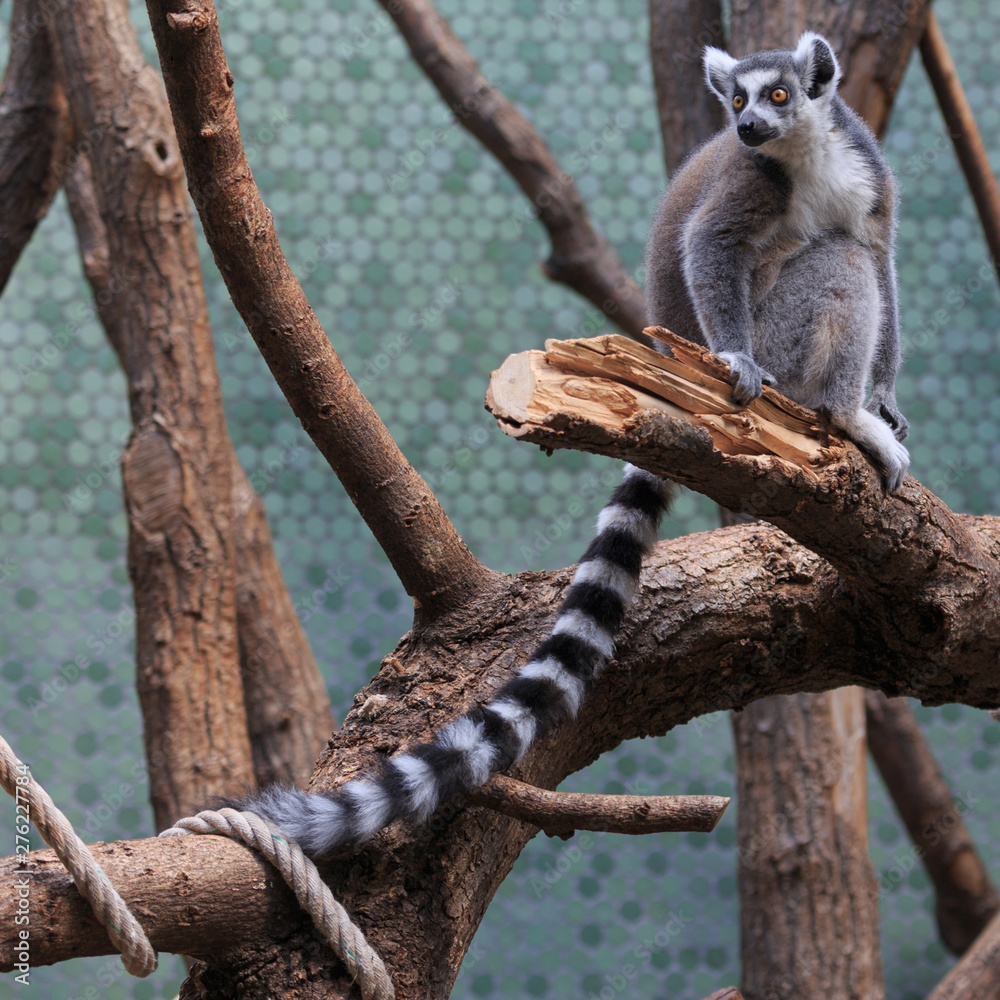 Fototapeta premium lemur on tree