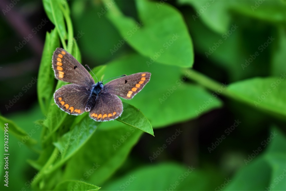 Obraz premium butterfly on leaf