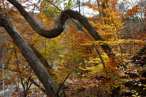 Twisted trunk of a tree with bright autumn foliage © notsunami