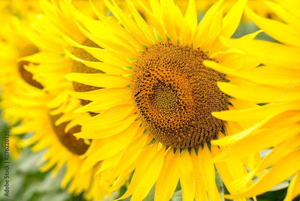 background yellow sunflowers on a field close up background yellow sunflowers on a field close up