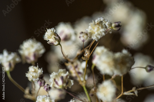 dry flowers macro © santiago
