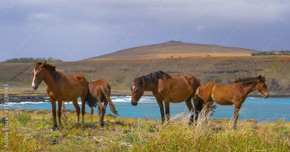 Four wild horses stand in the windy meadow overlooking the rocky shore and ocean Four wild horses stand in the windy meadow overlooking the rocky shore and ocean