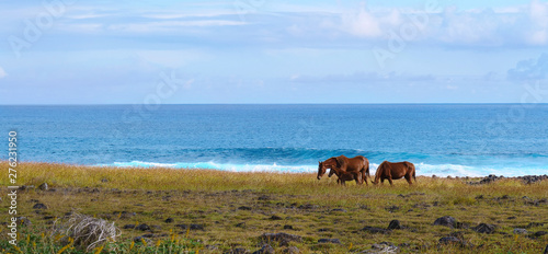 Photography Small group of wild horses graze in a meadow next to the beautiful Pacific Ocean