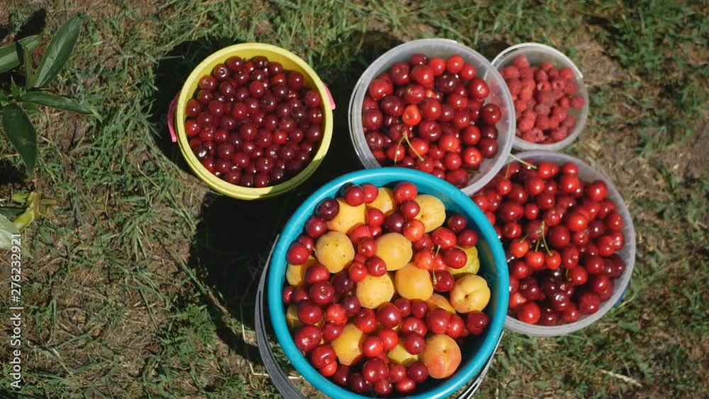 freshly picked fruit in buckets in the garden. freshly picked fruit in buckets in the garden.