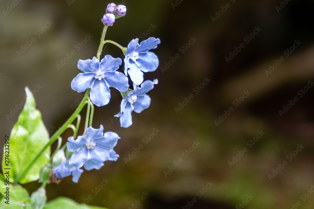 Small blue flowers of Omphalodes cappadocica, the Cappadocian navelwort Small blue flowers of Omphalodes cappadocica, the Cappadocian navelwort