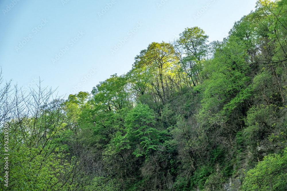 Green forest on top of the mountain on a bright sunny day.