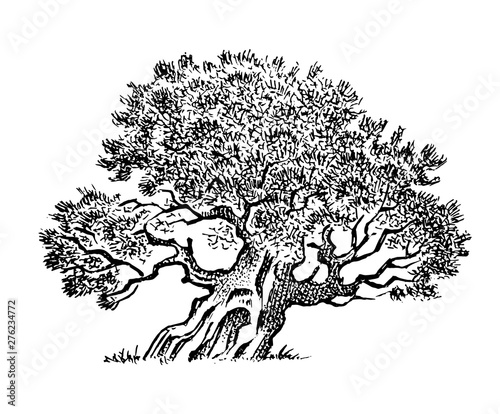 Olive tree in vintage style. The national symbol of Greece. Hand drawn engraved sketch in vintage style. Template for cards, labels or web sites.