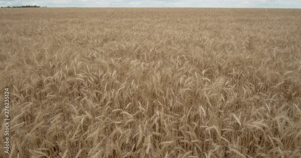 Ears of wheat moving from the wind in a wheat field. Ears of wheat moving from the wind in a wheat field.