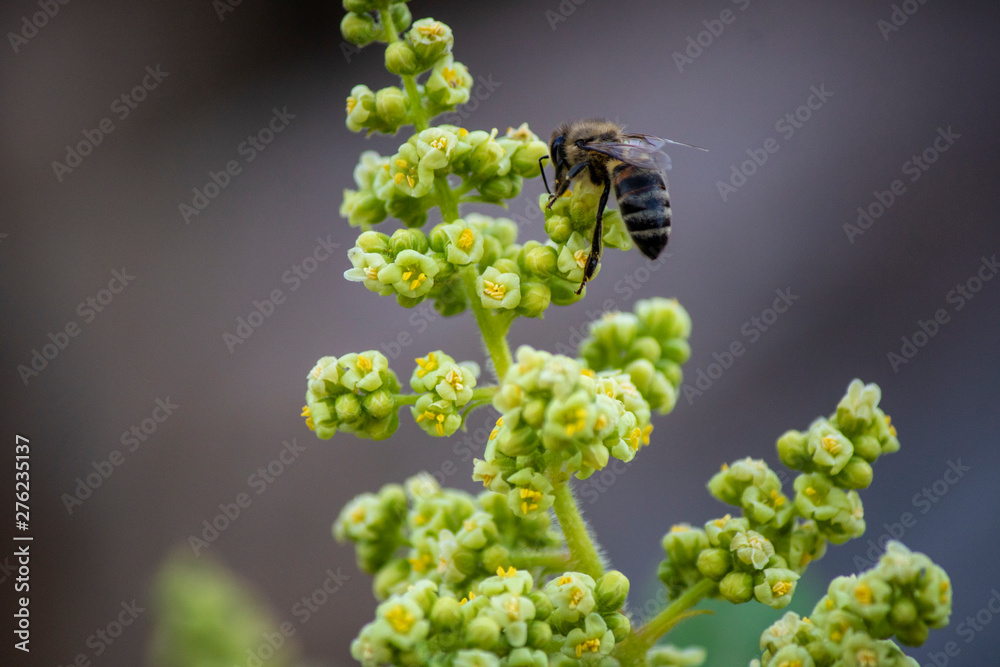 Bee on flower bud. Collecting flower essence. Bee on flower bud. Collecting flower essence.