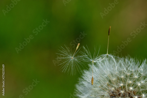 White fluffy dandelion seeds flown away from the flower. Macro