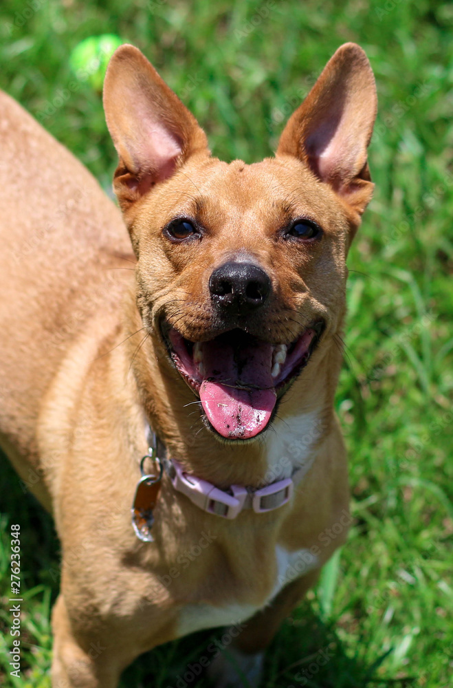Cute Happy Smiling Rescue Dog Mutt 