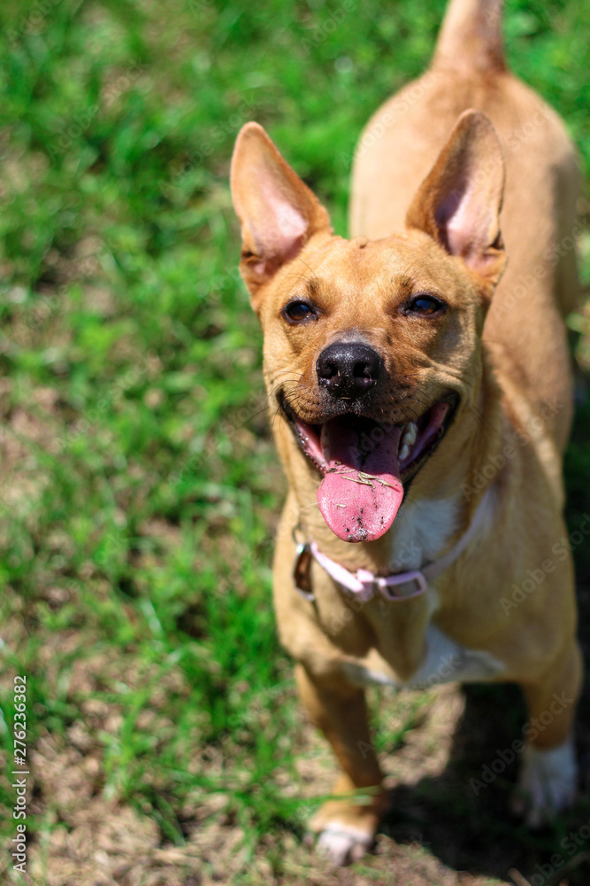 Cute Happy Smiling Rescue Dog Mutt 