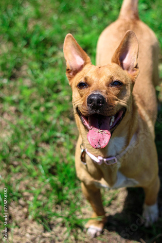 Cute Happy Smiling Rescue Dog Mutt 