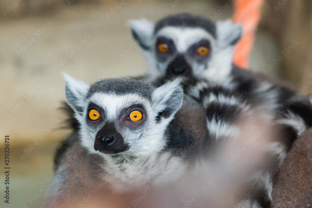 Obraz premium Ring-Tailed Lemurs closeup portrait, a large gray primate with golden eyes