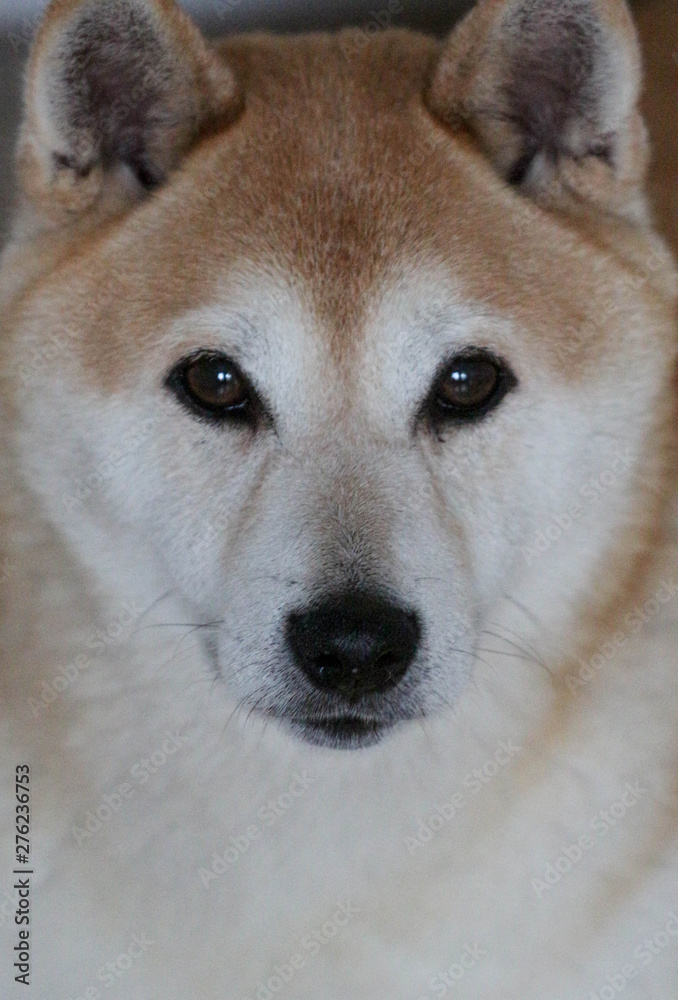 Portrait of a Shiba Inu Dog 