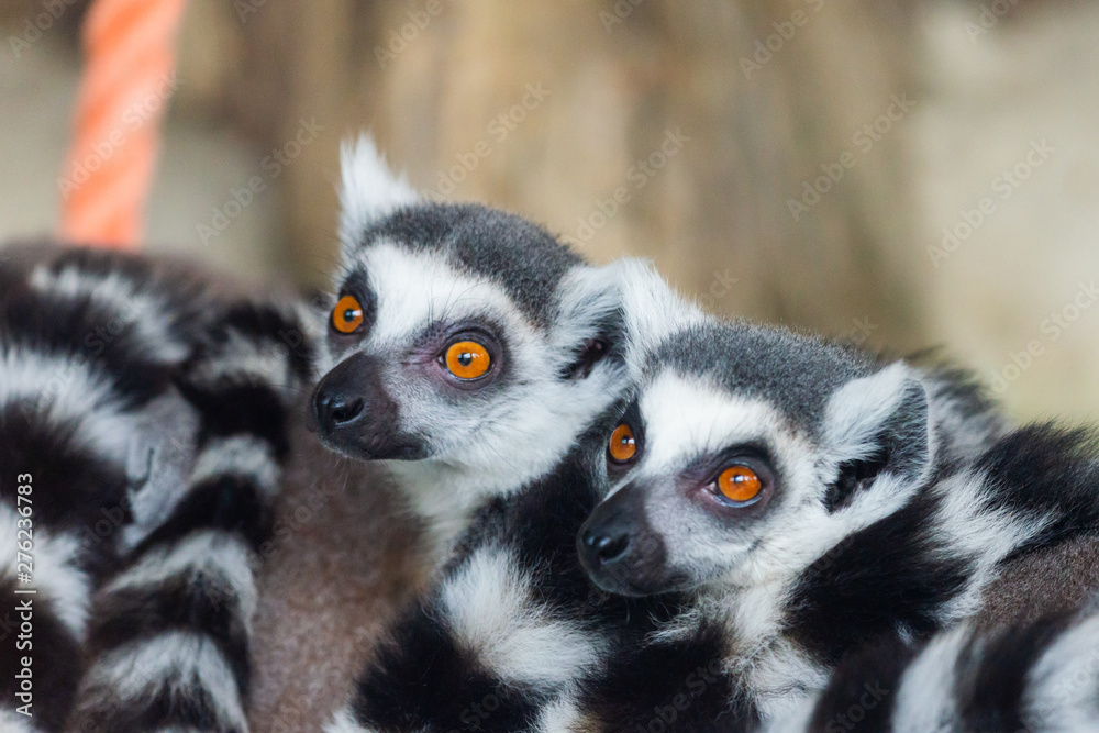 Obraz premium Ring-Tailed Lemurs closeup portrait, a large gray primate with golden eyes