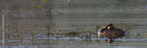 Haubentaucher (Podiceps cristatus) - Great crested grebe photo