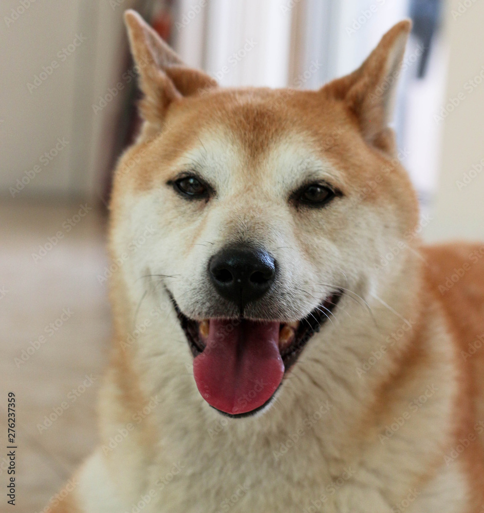 Shiba Inu Portrait / Dog 