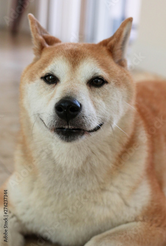 Shiba Inu Portrait / Dog 
