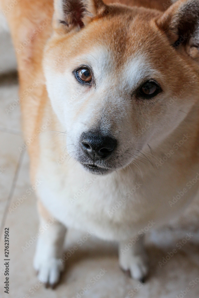 Fototapeta premium Shiba Inu Portrait / Dog 
