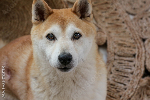 Shiba Inu Dog Portrait 