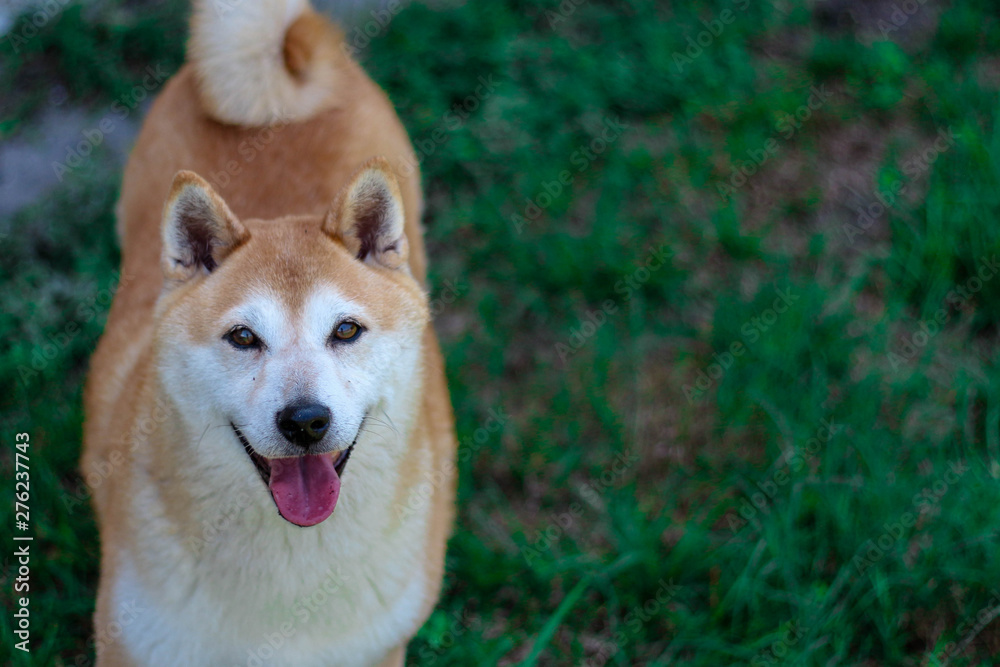 portrait of a dog Shiba Inu 