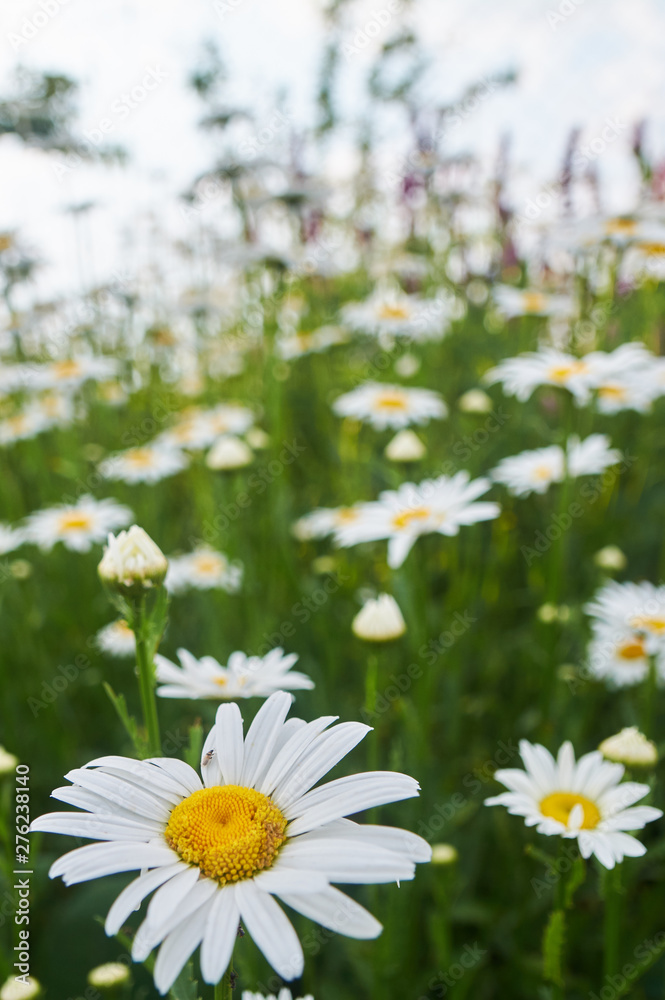 Fototapeta premium A field of daisies with a blurred background. Vertical photo for calendar design.