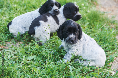 Puppies Russian hunting spaniel walk on the green grass