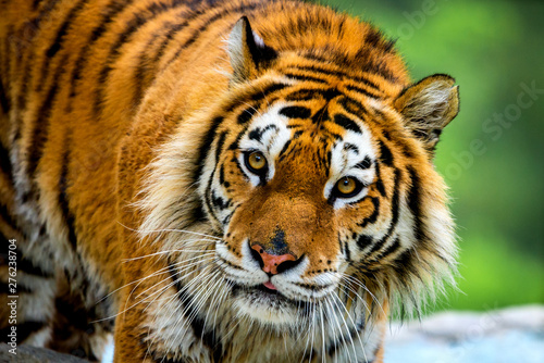 Siberian tiger portrait. Aggressive stare face meaning danger for the prey. Closeup view to angry expression photo