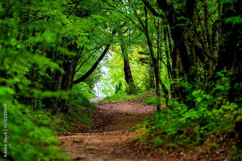 Fototapeta premium Walkway Lane Path With Green Trees in Forest. Beautiful Alley, road In Park. Way Through Summer Forest