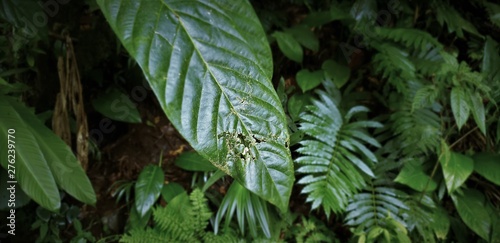 Nature details of Arenal Volcano in Costa Rica.