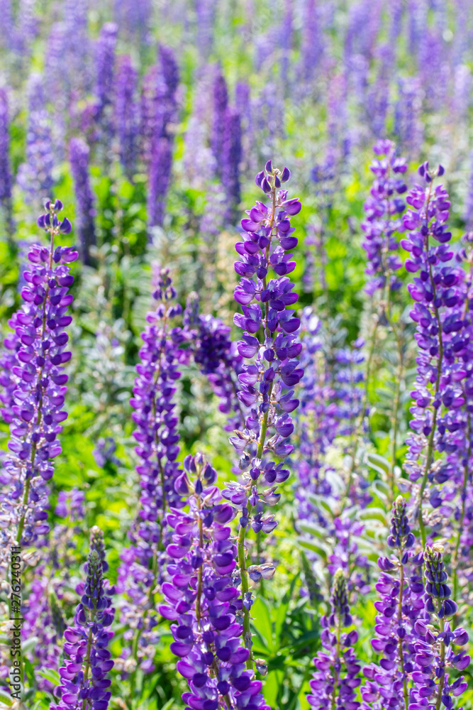 Fototapeta premium Blooming meadow blue lupins vertical. blue purple lupins, flowers on a summer meadow, wild flowers bloom, long stems with beautiful delicate petals