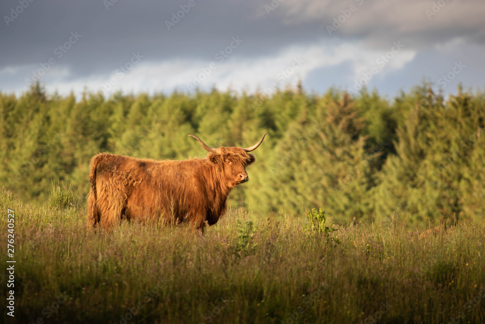 Scottish Highland cow Scottish Highland cow