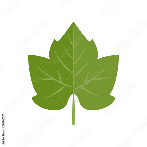 Green vector grape leaf in flat style