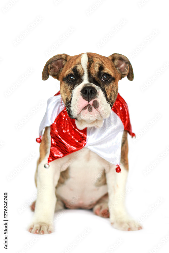 Australian Bulldog Wearing Christmas Costume White Background 3 Australian Bulldog Wearing Christmas Costume White Background 3