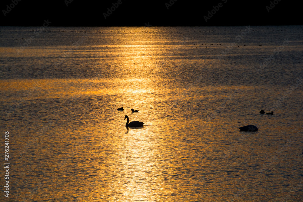 Fototapeta premium 夕暮れの湖に浮かぶハクチョウ