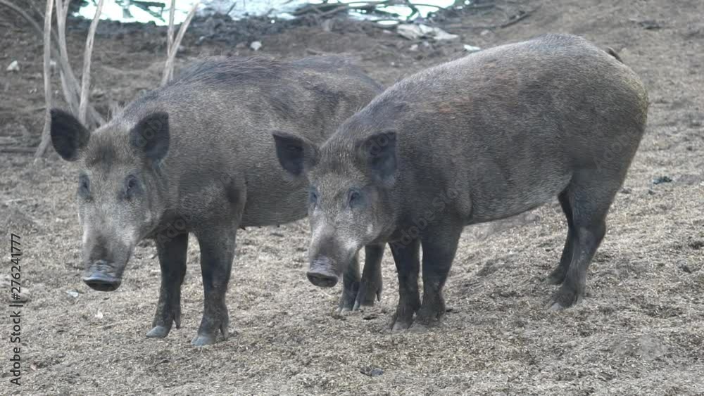 wild boars in the forest