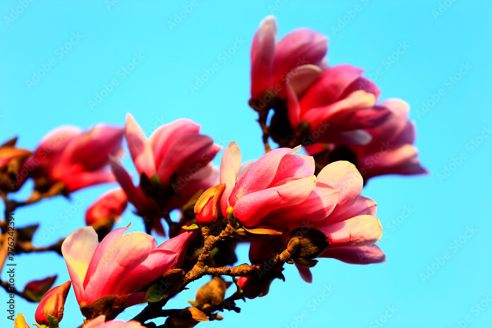Blooming magnolia flower, very beautiful