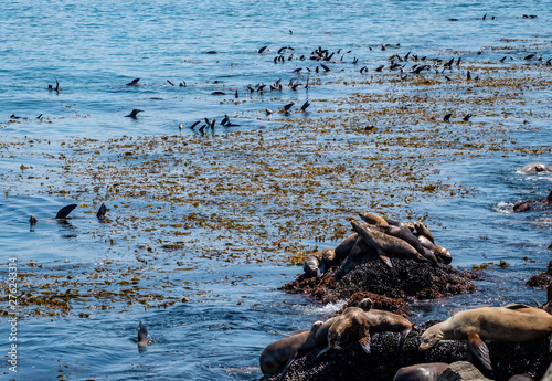 Sea Lions rest on rocks and float on their backs in rafts next to a kelp bed along the Monterey Bay of central California.